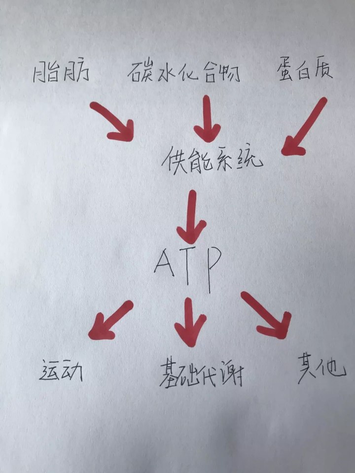 運(yùn)動30分鐘后才開始消耗脂肪……是真是假？